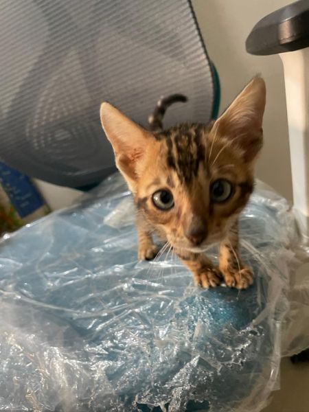 Bengal Cat for sale (Female)