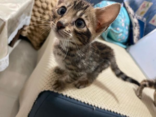 Bengal Cats on Sale (Male)