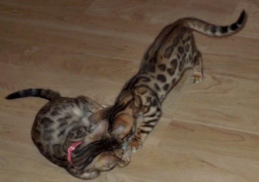 great bengal kittens