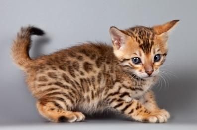 Cute Bengal Kittens Available