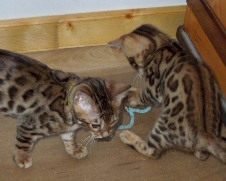 Bengal Kittens for sale