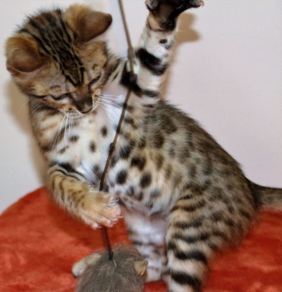 Cute Bengal kittens Available