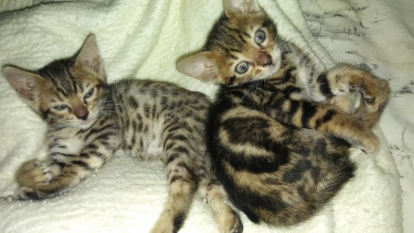 Bengal Kittens