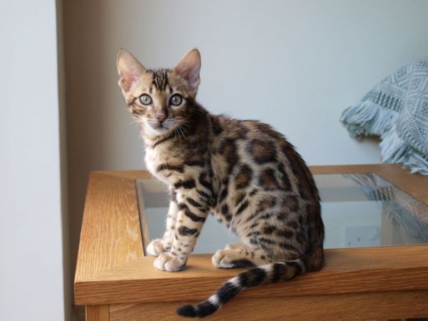 Cute Bengal Kittens Available