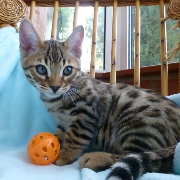 Ready Now Stunning Bengal Kittens