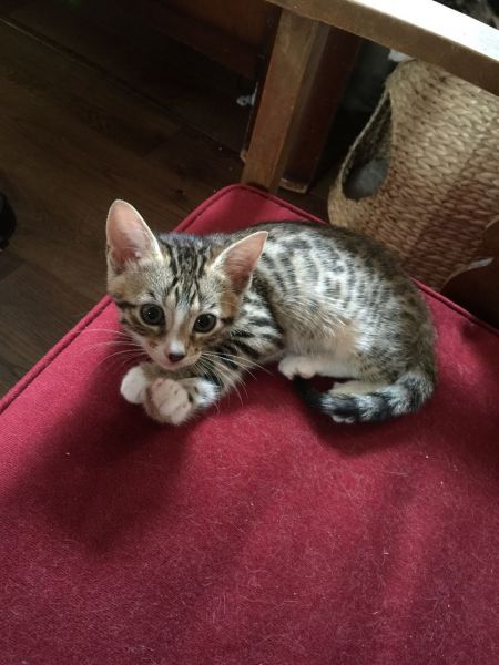 Bengal Kittens For Sale