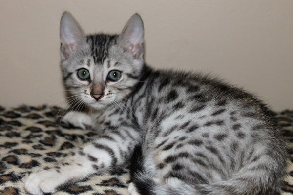 cute looking Bengal Kitten for adoption....