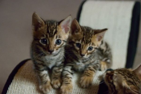 Ready Now Stunning Pedigree Bengal Kittens
