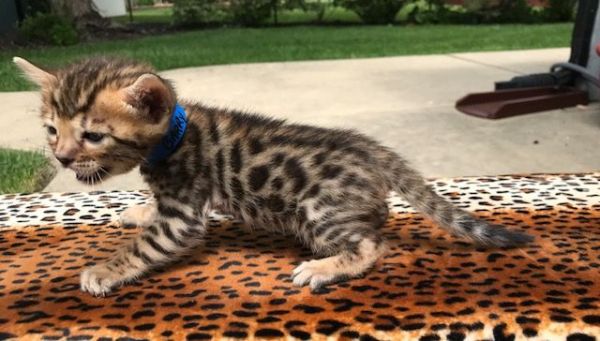 Barry - Bengal Kitten with Nice Rosettes