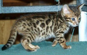 Bengal Pedigree Kittens