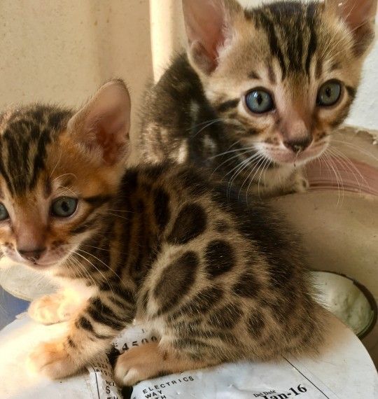 Beautiful Pedigree Kittens