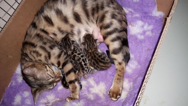 Bengal Kittens Ready September !