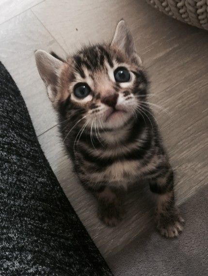 Stunning Pure Breed Boy