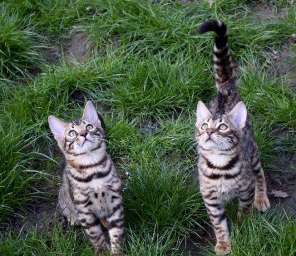 Christmas Champion Bloodline Bengals