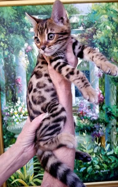 Bengal gorgeous kittens TICA reg!