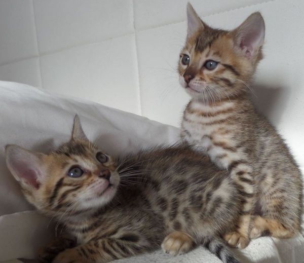 Re-homing Bengal Kittens