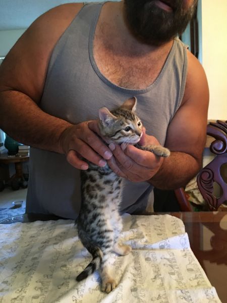 Gorgeous Exotic Bengal Kittens