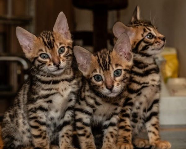 Little Bengal Babies