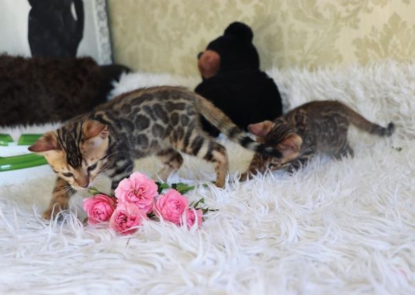 Cute Bengal Kittens Available