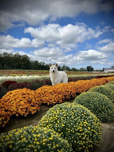 Berger Blanc Suisse Long Coat Puppies