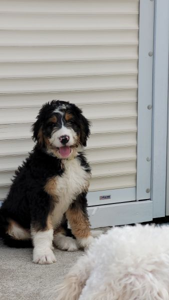 11week old puppy Bernadoodle standard