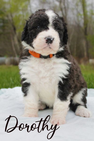 Standard size bernedoodle Dorothy