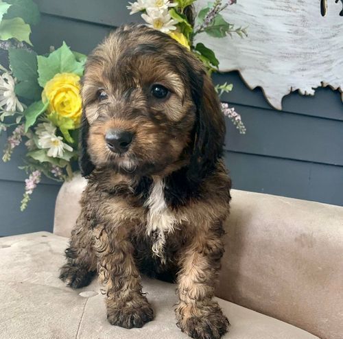 Bernedoodle Puppies For Sale
