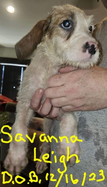 Bernedoodle mixed puppies need furever home