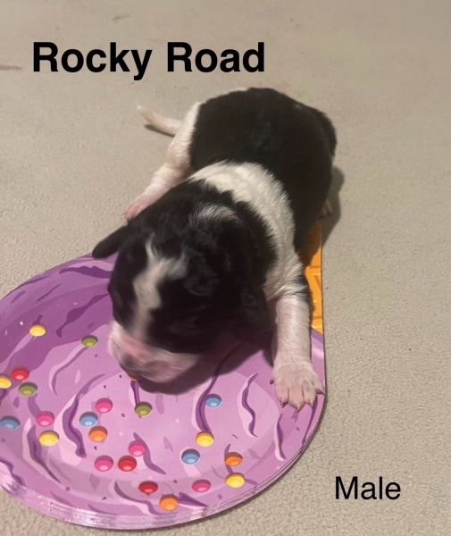 Bernedoodle (M) Puppy