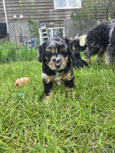 Mini Bernedoodle Puppies for Sale