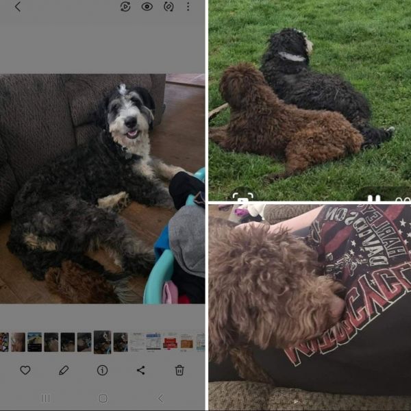 Bernadoodle and ausiedoodle