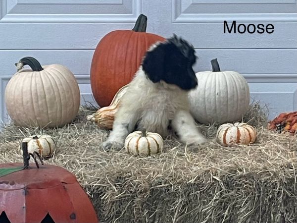 Beautiful F1b Bernedoodles