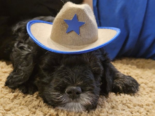 Miniature bernedoodles for sale