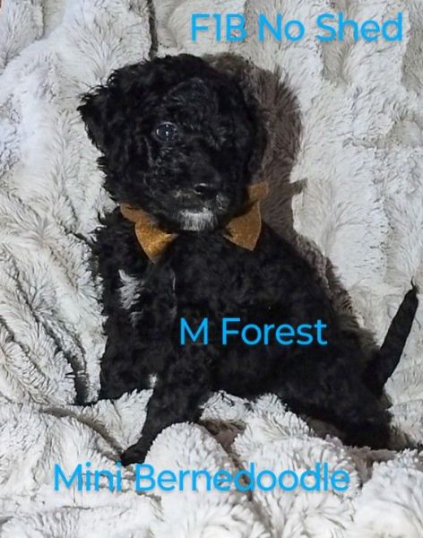 Low to No Shed F1B Mini Bernedoodle READY 7-21-25