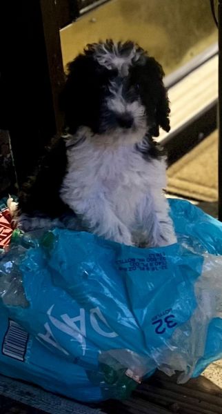 Bernedoodle for sale