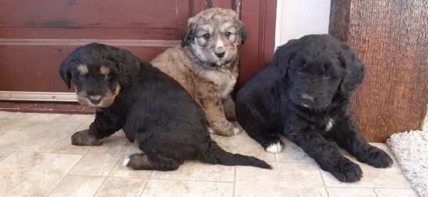 Bernedoodle Puppies