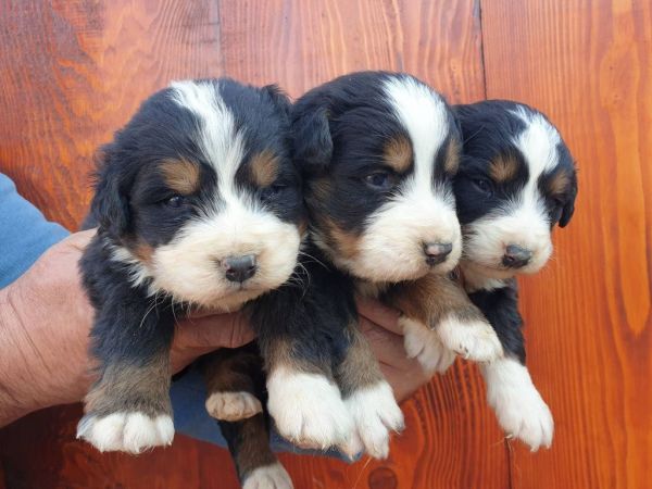 Bernese Mountain Dog puppies