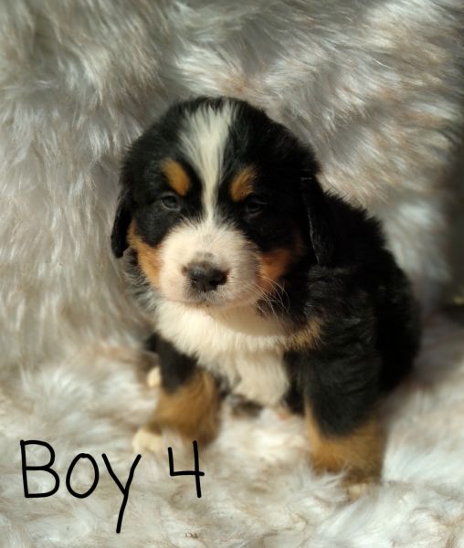 Christmas Bernese Mountain Puppies