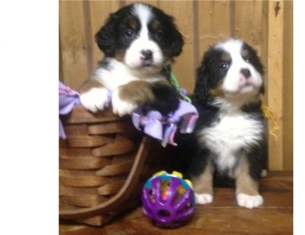 Bernese Mountain Dogs Puppies