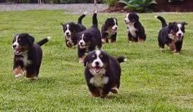 Bernese Mountain Puppies