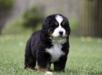 bernese mountain dog puppies for sale