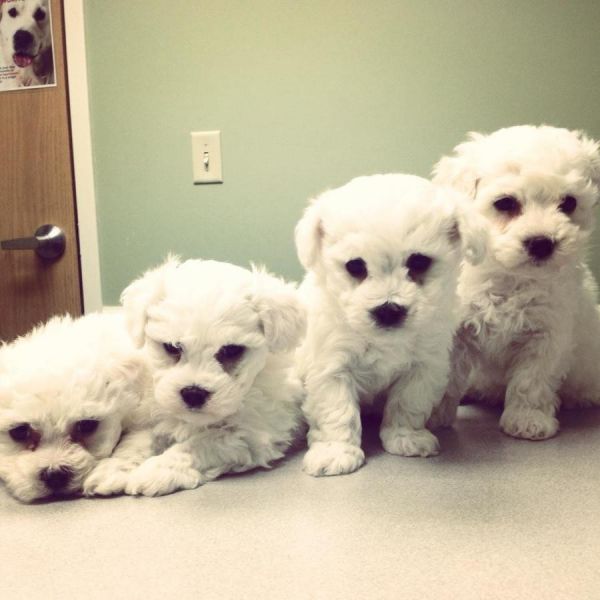 marvelous Bichon Frise Puppies