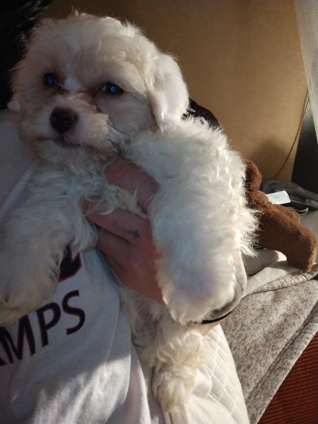 Mix Maltese Bichon firse cotón de tulear