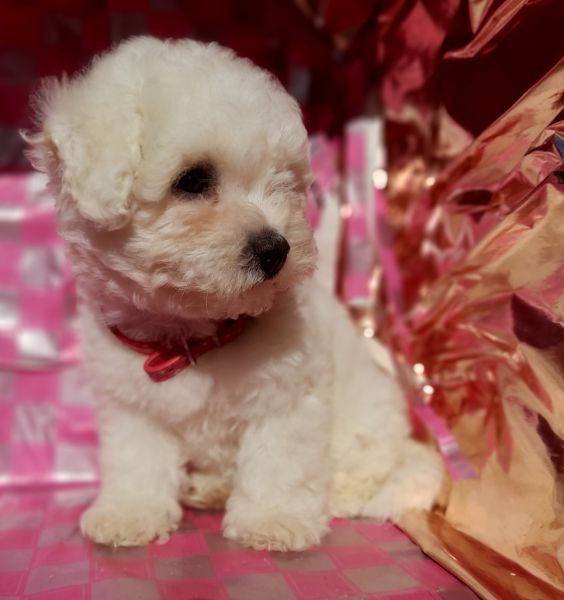 Beautiful Bichon Frise