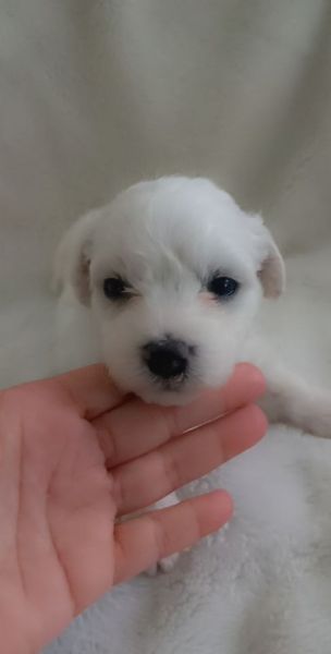 BEAUTIFUL HYPOALLERGENIC BICHON FRISE