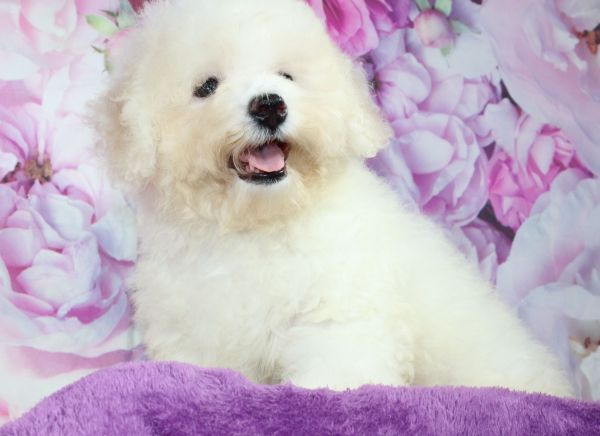 Bichon Frise Male Puppy