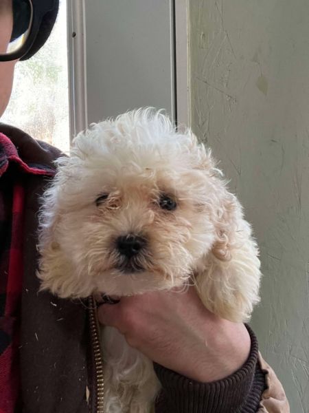 Teddy Bear Puppies Available! Shih Tzu & Bichon Frise