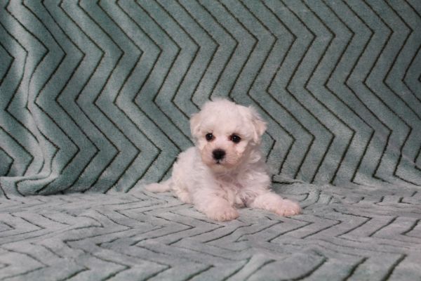 Bichon Frise Puppies