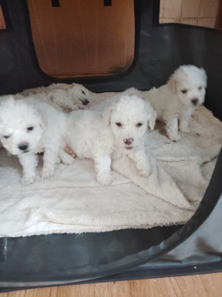 Bichon puppies