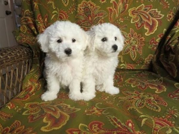 Bichon Frise Puppies